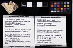 Foto (Objket + Etiketten) von Gastrosacus aequabus (Robins, Feldmann & Schweitzer, 2013) 
